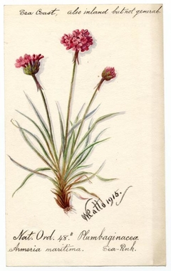 Plumbaginacea Armeria maritima - William Catto - ABDAG016092 by William Catto