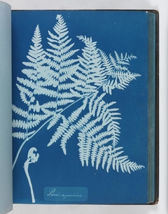 Pteris aquilina by Anna Atkins