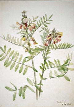 Rabbitbean (Cracca virginiana) by Mary Vaux Walcott