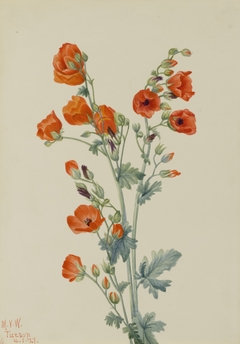 Scarlet Globe Mallow (Sphaeralcea grossulariaefolia) by Mary Vaux Walcott