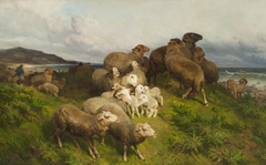 Sheep in a Meadow by August Friedrich Schenck