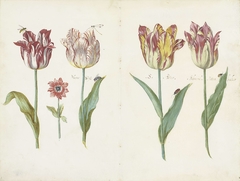 Sheet from a Tulip Book by Jacob Marrel