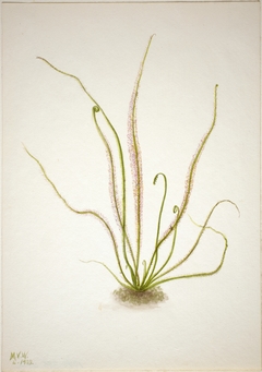 Thread Leaf Sundew (Drosera rotundifolia) by Mary Vaux Walcott