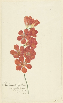 Tritonia Crocata (Flame Freesia) by Hendrik Schwegman