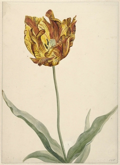 Tulp by Unknown Artist