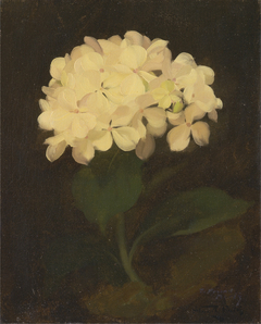 White Hydrangea by Stuart Park