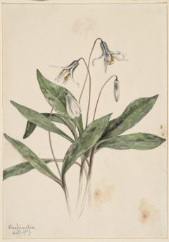 White Troutlily (Erythronium albidum) by Mary Vaux Walcott