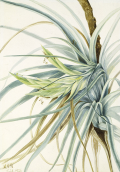 Wild Pineapple (Tillandsia fasciculata) by Mary Vaux Walcott