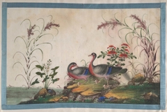 Album Containing Twelve Paintings of Birds by Anonymous