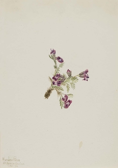 Alpine Pointvetch (Oxytropis podocarpa) by Mary Vaux Walcott