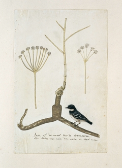 Apiaceae (Umbelliferea), de wortel en twee detailschetsen by Robert Jacob Gordon