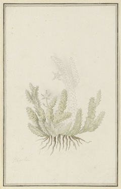 Duvalia caespitosa by Robert Jacob Gordon