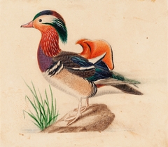 Male Mandarin Duck by Ferdinand von Wright