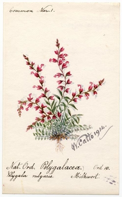 Milkwort (Polygala vulgaris) - William Catto - ABDAG016186 by William Catto