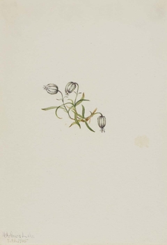 Nodding Campion (Lychnis apetala) by Mary Vaux Walcott