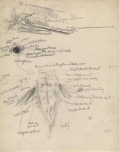 Poon op de rug gezien en studies van een oog by Gerrit Willem Dijsselhof