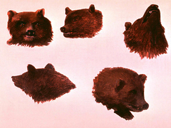 Portraits of Two Grizzly Bears, From Life by George Catlin