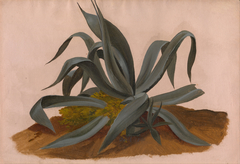 Study of an Agave by Johan Christian Dahl