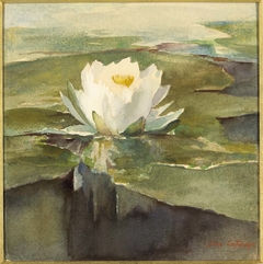 Water Lily in Sunlight by John La Farge