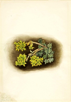 Yellow Stonecrop (Sedum stenopetalum) by Mary Vaux Walcott