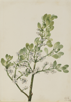 American Mistletoe (Phoradendron flavescens) by Mary Vaux Walcott