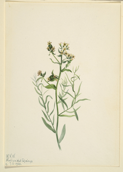 Bastard Toadflax (Comandra pallida) by Mary Vaux Walcott