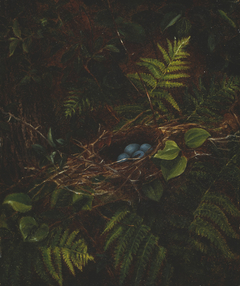 Bird's Nest and Ferns by Fidelia Bridges