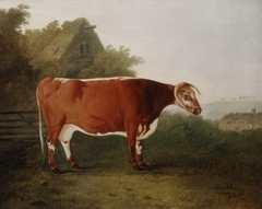 'Broken-horned Beauty', 18 years old Garrick's Mother, Sire Hampton Butt Dam Long-horned Beauty sold for 44 guineas at public auction by John Boultbee