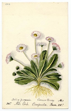 Common Daisy (Bellis perennis) - William Catto - ABDAG016174 by William Catto