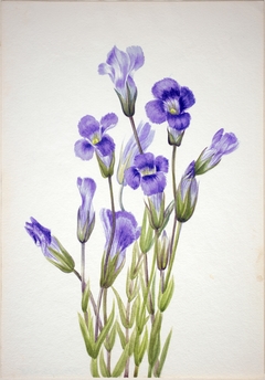 Fringed Gentian (Gentiana elegana) by Mary Vaux Walcott