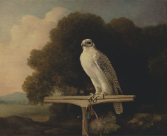 Greenland Falcon by George Stubbs