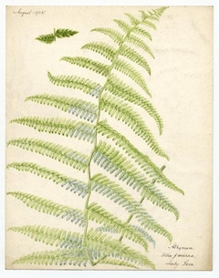 Lady fern (Athyrium filix - femina) - William Catto - ABDAG016311 by William Catto