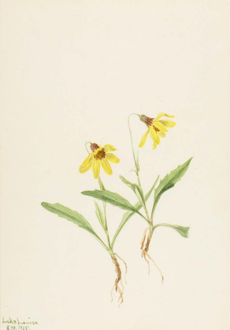 Exhibit image