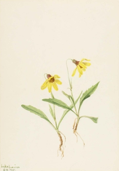 Lake Louise Arnica (Arnica louisiana) by Mary Vaux Walcott