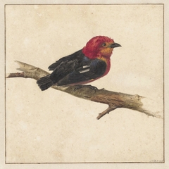 Manakin, de Surinaamse vogel Pipra Aureola by Carel Borchaert Voet