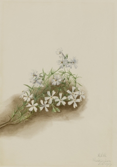 Moss Pink (Phlox subulate) by Mary Vaux Walcott