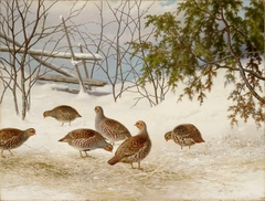 Partridges in Snow by Ferdinand von Wright