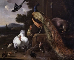 Peacocks and Farmyard Fowls with a Magpie in a Landscape by Melchior d'Hondecoeter