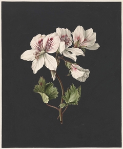 Pelargonium album bicolor by M. de Gijselaar