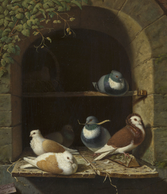 Pigeons by Henry Voordecker