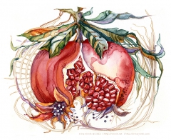 Pomegranate by irina vinnik