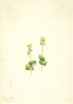 Rocky Mountain Twayblade (Ophrys necrophylla) by Mary Vaux Walcott