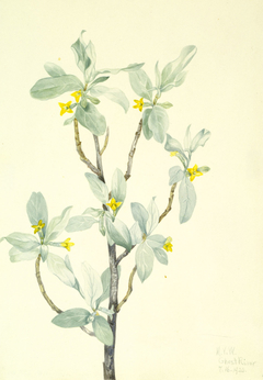 Silverberry (Elaeagnus commutata) by Mary Vaux Walcott