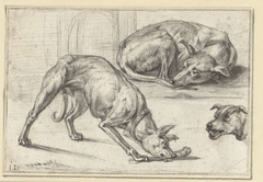 Studies van een hond by Jan Dasveldt