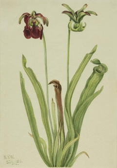 Sweet Pitcherplant (Sarracenia rubra) by Mary Vaux Walcott