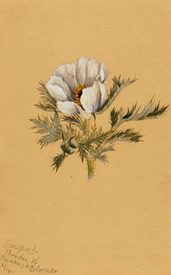 (Untitled) (Flower Study) by Mary Vaux Walcott