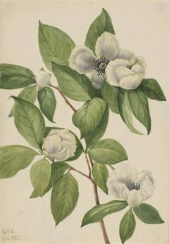 Virginia Stewartia (Stewartia malachodendron) by Mary Vaux Walcott