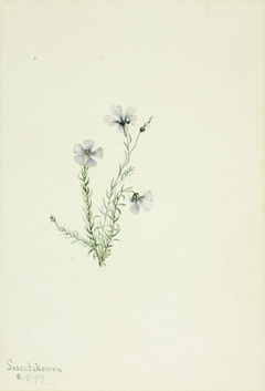 Wild Flax (Linum lewisii) by Mary Vaux Walcott