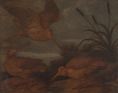Woodcock at Dusk by Francis Barlow
