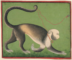 A Monumental Portrait of a Monkey by Anonymous